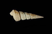 藏品(法戈錐螺)的圖片